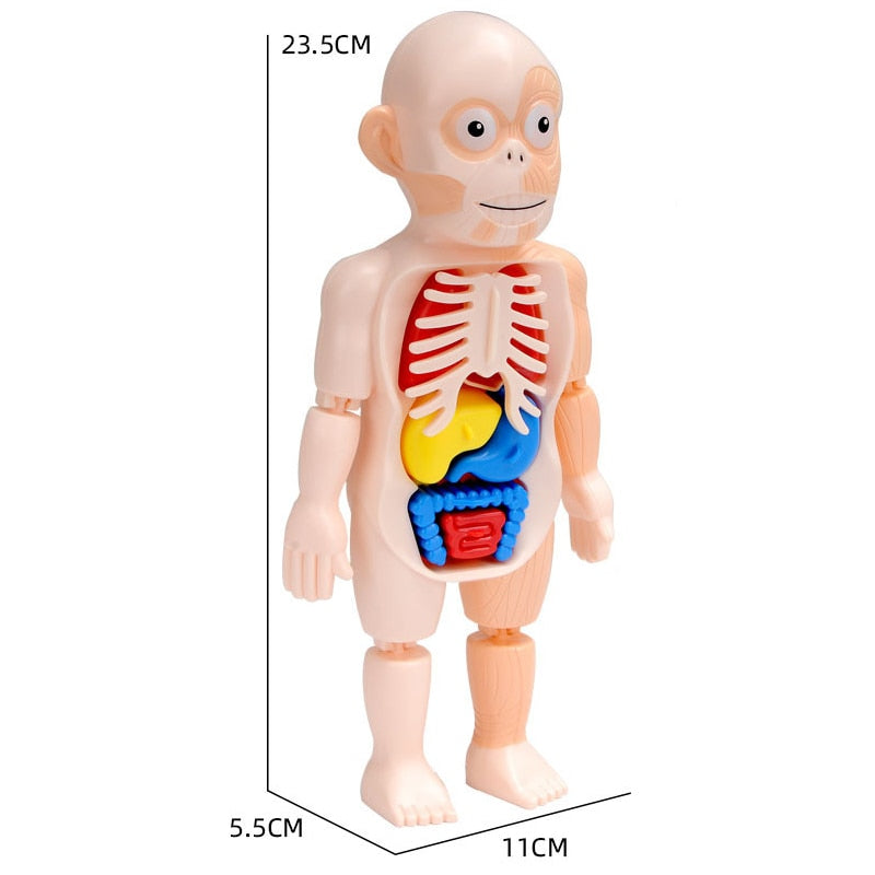 Brinquedo Conhecendo o corpo humano