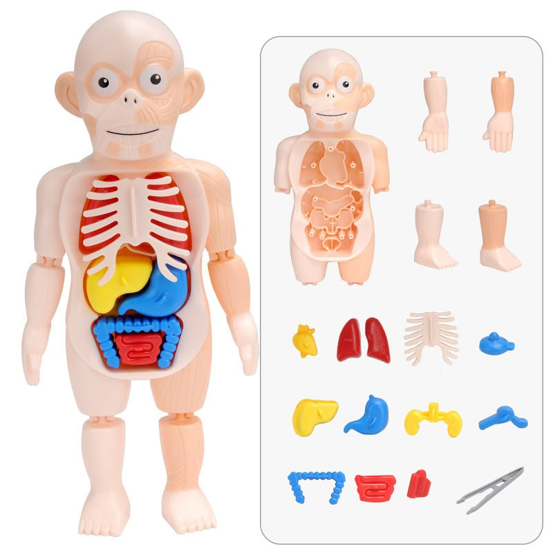Brinquedo Conhecendo o corpo humano